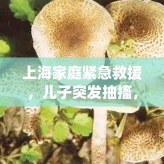 上海家庭紧急救援，儿子突发抽搐，健康之路备受关注
