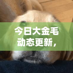 今日大金毛动态更新，不容错过的最新消息！