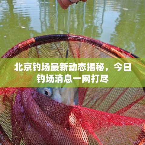 北京钓场最新动态揭秘，今日钓场消息一网打尽