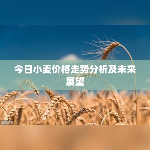 今日小麦价格走势分析及未来展望