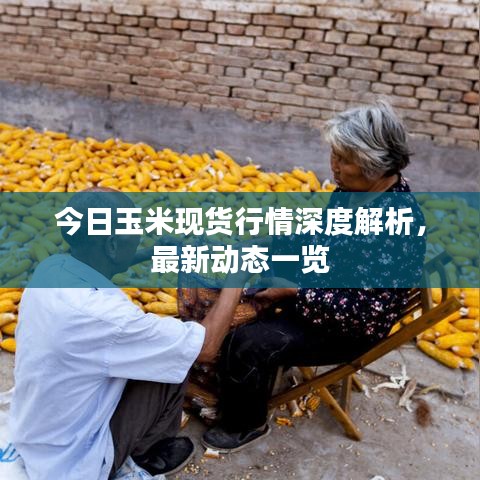 今日玉米现货行情深度解析，最新动态一览