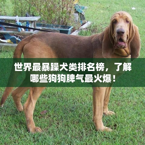 世界最暴躁犬类排名榜，了解哪些狗狗脾气最火爆！