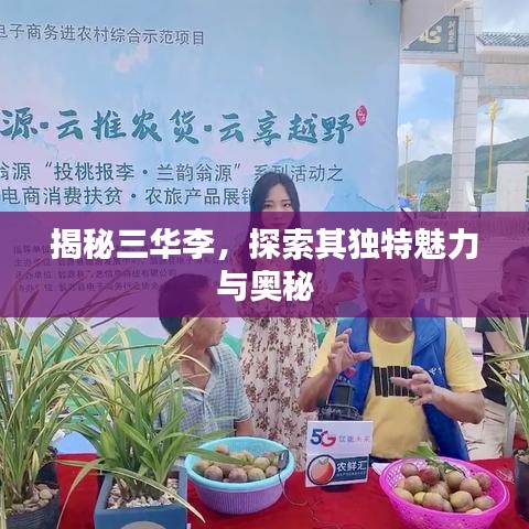 揭秘三华李，探索其独特魅力与奥秘