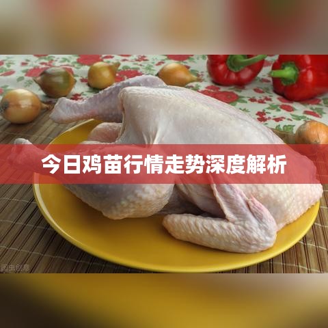 今日鸡苗行情走势深度解析
