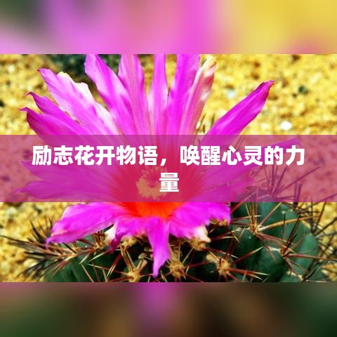 励志花开物语，唤醒心灵的力量