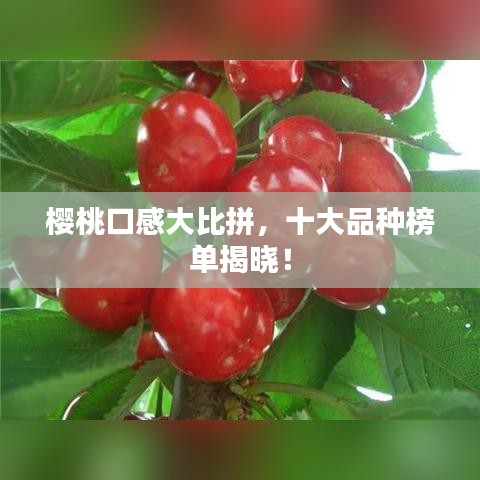 樱桃口感大比拼，十大品种榜单揭晓！
