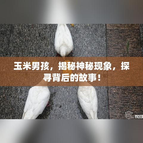 玉米男孩，揭秘神秘现象，探寻背后的故事！