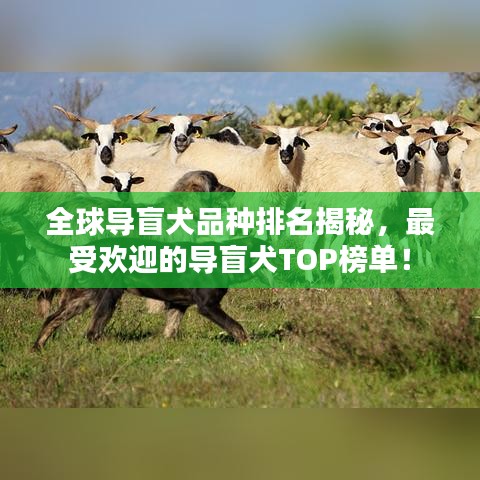 全球导盲犬品种排名揭秘，最受欢迎的导盲犬TOP榜单！
