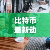 比特币最新动态，今日评价、消息解析与全面分析