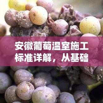 安徽葡萄温室施工标准详解，从基础到完成的规范流程