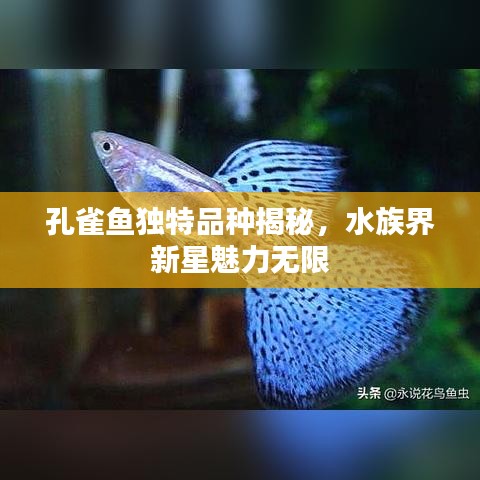 孔雀鱼独特品种揭秘，水族界新星魅力无限