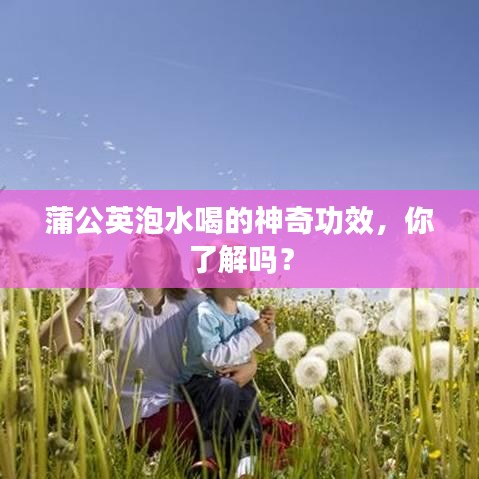 蒲公英泡水喝的神奇功效，你了解吗？