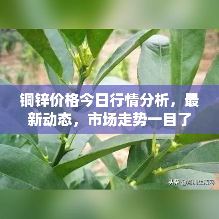 铜锌价格今日行情分析，最新动态，市场走势一目了然！