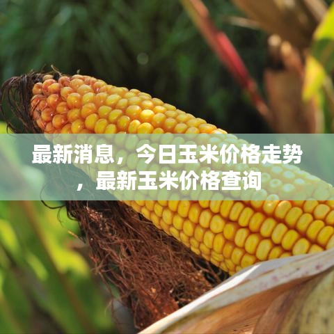 最新消息，今日玉米价格走势，最新玉米价格查询