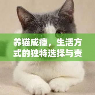 养猫成瘾，生活方式的独特选择与责任的体现
