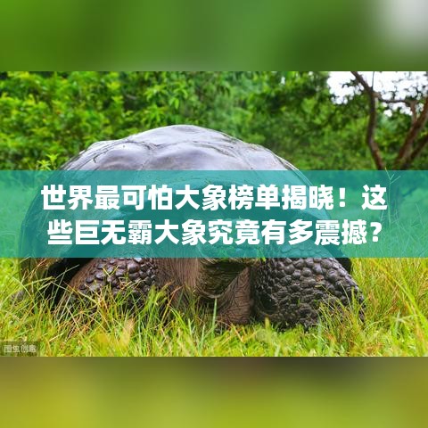 世界最可怕大象榜单揭晓！这些巨无霸大象究竟有多震撼？