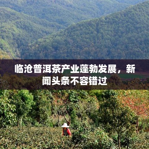临沧普洱茶产业蓬勃发展，新闻头条不容错过