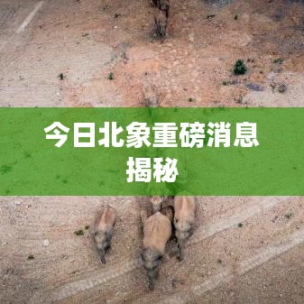 今日北象重磅消息揭秘