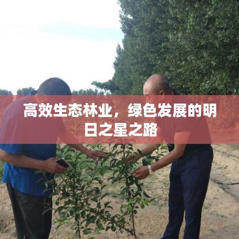 高效生态林业，绿色发展的明日之星之路