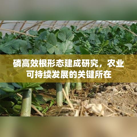 磷高效根形态建成研究，农业可持续发展的关键所在