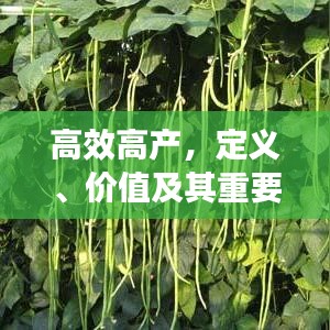 高效高产，定义、价值及其重要性解析