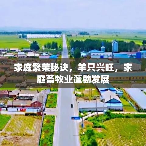 家庭繁荣秘诀，羊只兴旺，家庭畜牧业蓬勃发展