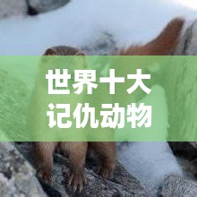 世界十大记仇动物排行榜，揭秘它们的复仇本能！