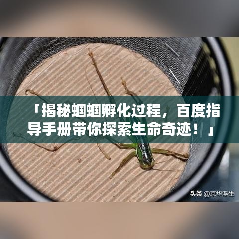 「揭秘蝈蝈孵化过程，百度指导手册带你探索生命奇迹！」