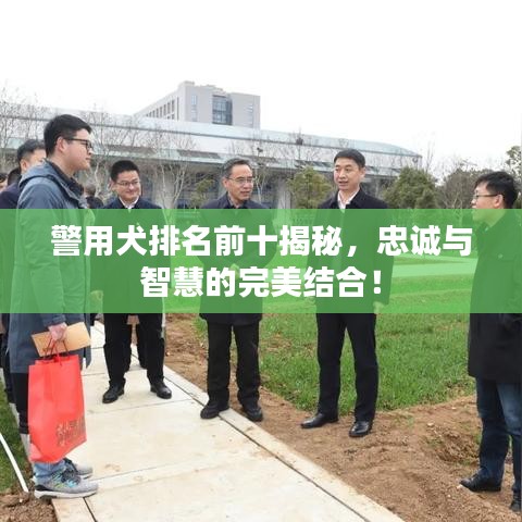 警用犬排名前十揭秘，忠诚与智慧的完美结合！