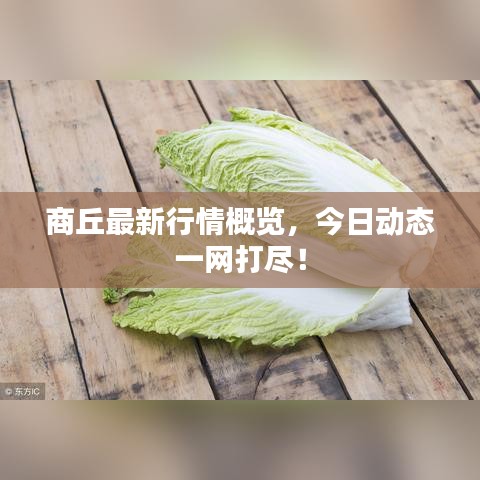 商丘最新行情概览，今日动态一网打尽！