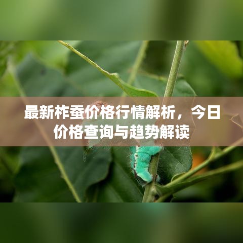 最新柞蚕价格行情解析，今日价格查询与趋势解读
