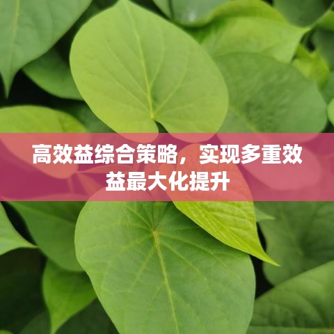 高效益综合策略，实现多重效益最大化提升