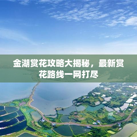 金湖赏花攻略大揭秘，最新赏花路线一网打尽