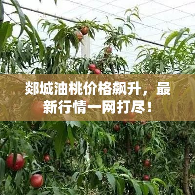 郯城油桃价格飙升，最新行情一网打尽！