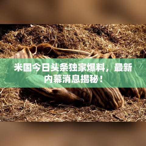 米国今日头条独家爆料，最新内幕消息揭秘！