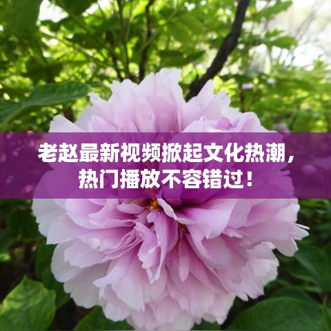 老赵最新视频掀起文化热潮，热门播放不容错过！