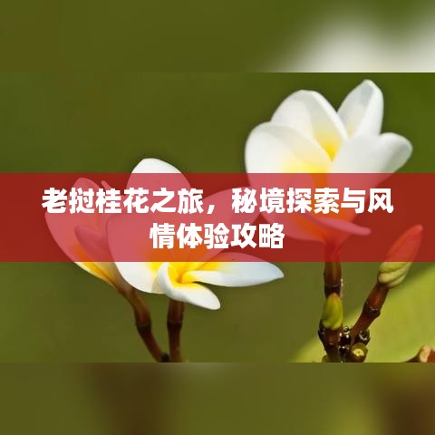 老挝桂花之旅，秘境探索与风情体验攻略